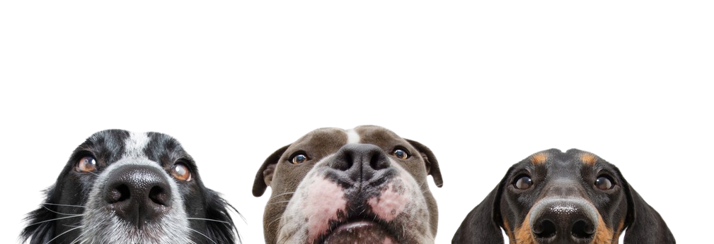 Drei Hunde, die interessiert blicken