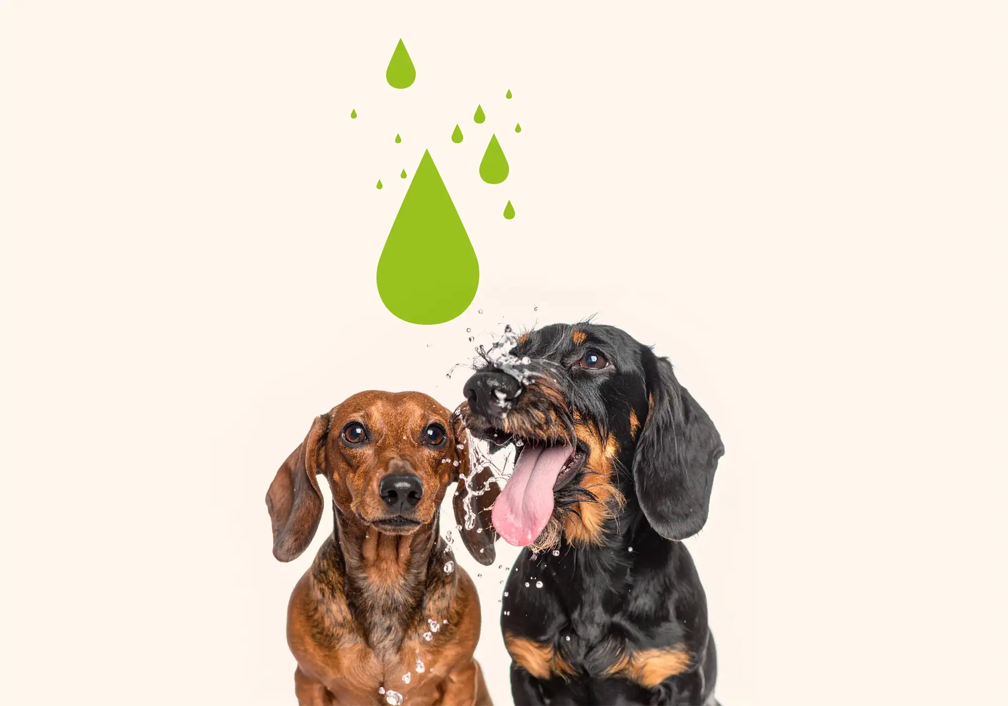 Big Blue Dogs Mikronährstoffbasis Abbildung dreier Signature grüner Tropfen  plus eine Abbildung zweier realen Dackel, die sich über die Portion Big Blue Dogs freuen, als Kategoriebild für die Sektion Inhaltsstoffe