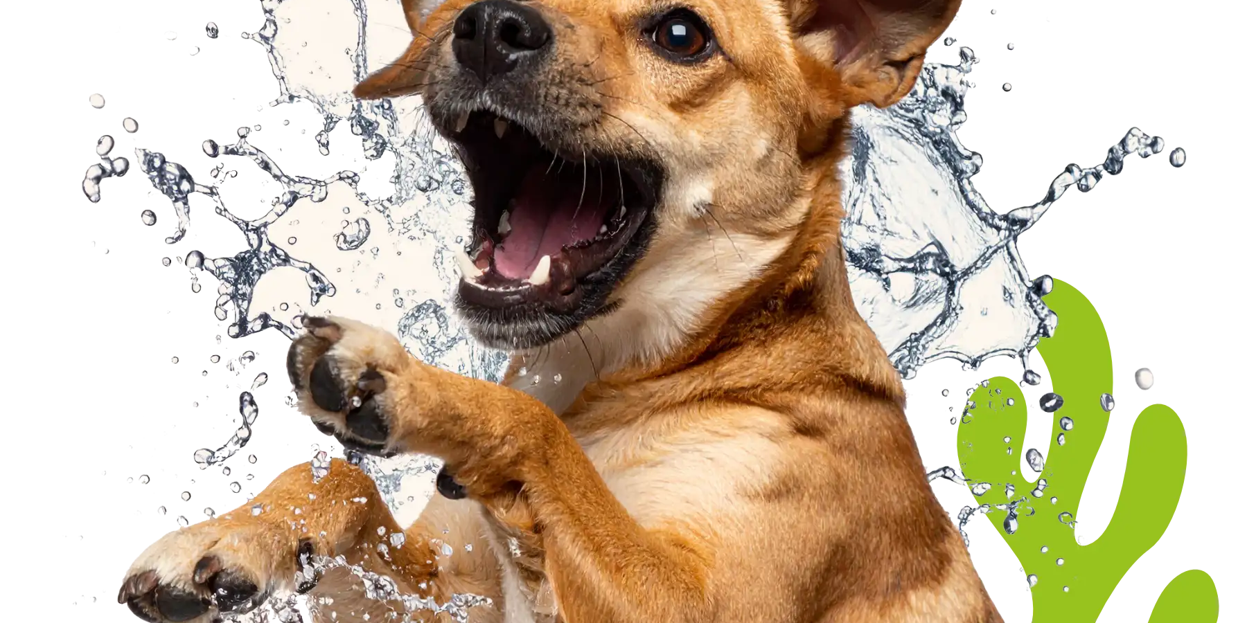 Big Blue Dogs Mikronährstoffbasis Abbildung der Signature Alge udn eines realen Hundes der freudig im Wasser umhertollt, als Kategoriebild für die Sektion Wirkung.