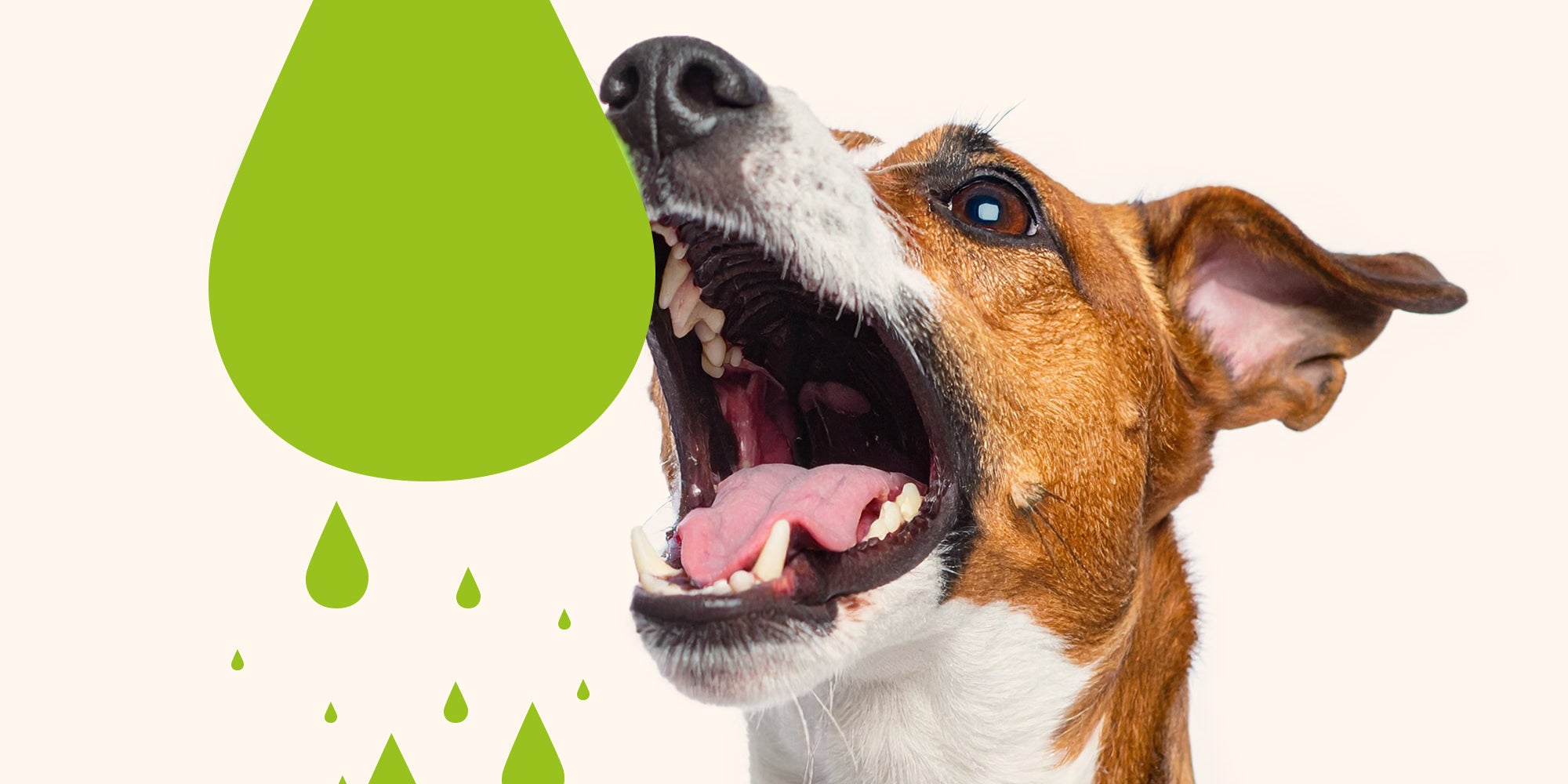 Ein Hund schnappt voller Erwartung einen illustrierten grünen Tropfen Big Blue Dogs