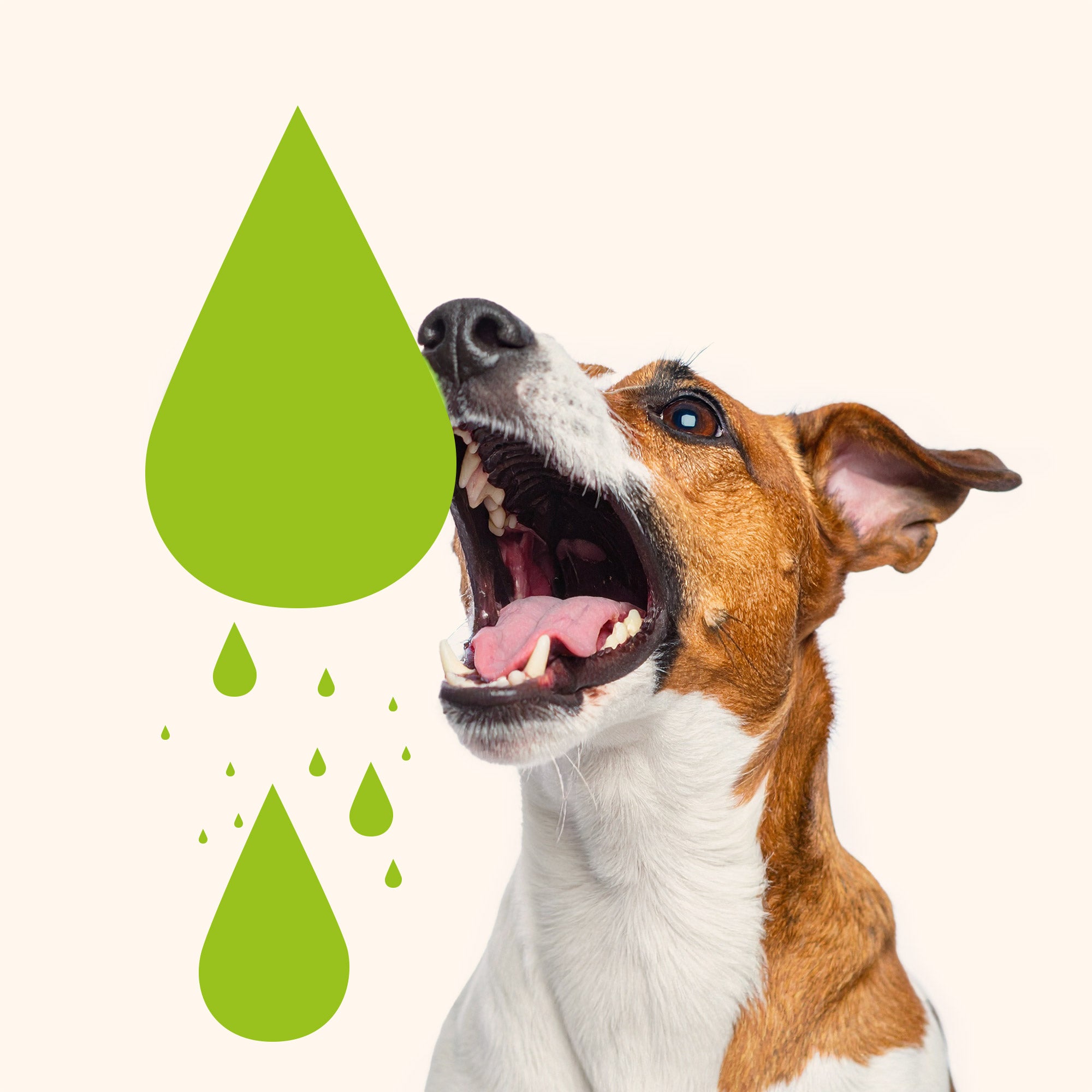 Ein Hund schnappt voller Erwartung einen illustrierten grünen Tropfen Big Blue Dogs